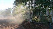 PICTURES/Gallery2/t_Sunlight through trees2 - Cedar Breaks (221).JPG